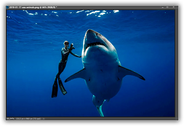 Uma foto de uma mergulhadora eu tubarão gigante.